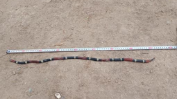 La víbora que fue hallada por un joven en una localidad de Albardón. La víbora que fue hallada por un joven en una localidad de Albardón.