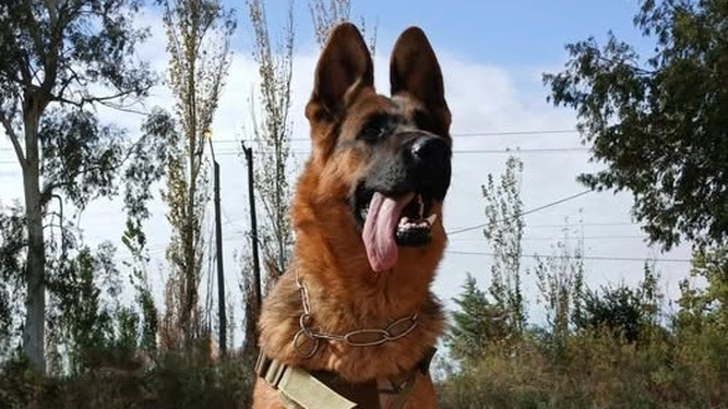 Así está hoy la perra ovejero alemán que sufría maltrato animal y fue filmada mientras era golpeada con caño.