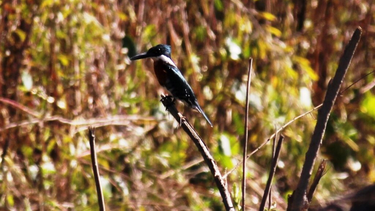 Libres, descubriendo pájaros junto a especialistas en un paraíso sanjuanino