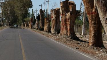 Convertirán en obras de arte 15 eucaliptos con pintadas por Talía