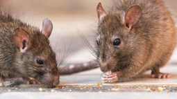Hantavirus: San Juan activa protocolos preventivos y lucha anti ratas tras el brote en el crucero Hantavirus: San Juan activa protocolos preventivos y lucha anti ratas tras el brote en el crucero