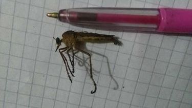 Prepará el machete: mirá el mosquito gigante que apareció en Chimbas