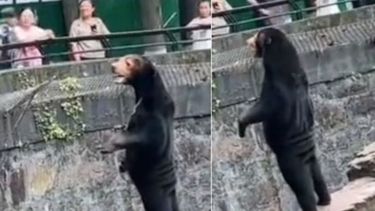 ¿Verdad o no? Un oso saluda a los visitantes del zoológico de China.