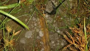 Muchos productores sanjuaninos afectados por el granizo