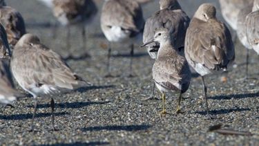 La gripe aviar llegó a especies de la Antártida.