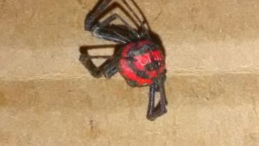 ¡Qué impresión! Encontró una viuda negra en pleno centro