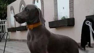 Vinieron de vacaciones, perdieron el perro y un mes después lo encontraron