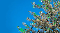 Para poner en funcionamiento su robot usando inteligencia artificial, el científico sanjuanino recopiló unas cuatro mil imágenes de hojas, que permitieron entrenar las redes neuronales del sistema. Imagen: NA Para poner en funcionamiento su robot usando inteligencia artificial, el científico sanjuanino recopiló unas cuatro mil imágenes de hojas, que permitieron entrenar las redes neuronales del sistema. Imagen: NA