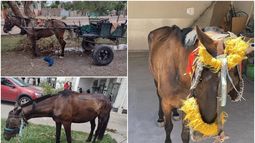 Tracción a sangre en San Juan, los números son preocupantes.