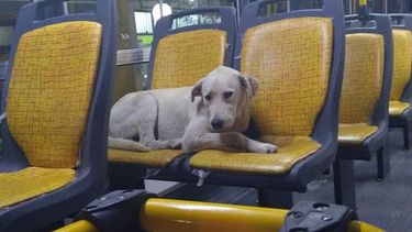 Atropellaron a la perrita que viaja en colectivo y lucha por su vida: mirá como podés ayudar