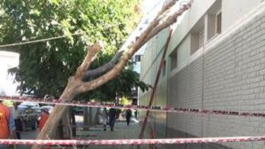 El Zonda tiró un árbol sobre Energía San Juan
