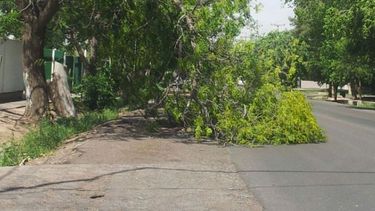 Llegó el Zonda: ramas caídas y cortes de luz en varios puntos