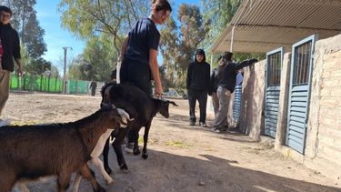 Con más de 1.500 alumnos, así será la expo de las escuelas agrotécnicas