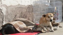 ¿Cuáles son los beneficios de la esterilización en las mascotas?