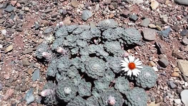 La hermosa flor en el Parque de San Guillermo.&nbsp;