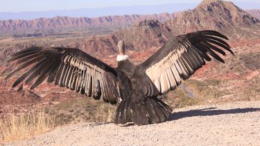 El cóndor que emocionó con su libertad