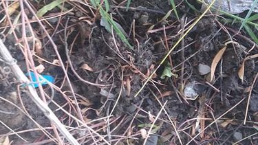 Locutor sanjuanino, indignado: le robaron sus plantas en Media Agua