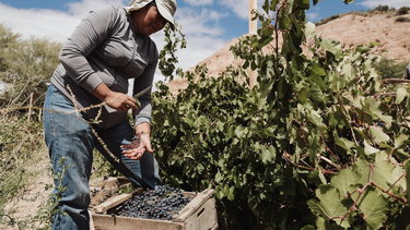 Iglesia celebró el inicio de la vendimia en Angualasto con hermosas fotografías en las viñas de altura.