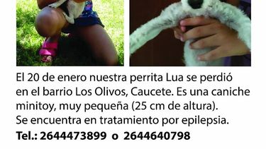 El tierno vídeo que creó una familia para reencontrarse con su perra