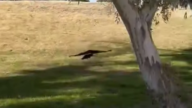 Voló otra vez: el gavilán Gabi fue rescatado en grave estado y volvió a surcar los cielos sanjuaninos