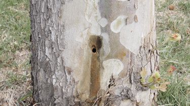 Indignante: perforaron y secaron seis árboles de la Circunvalación