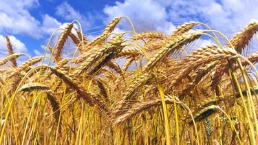 Iglesia, como la pampa húmeda, quiere ser productora de trigo