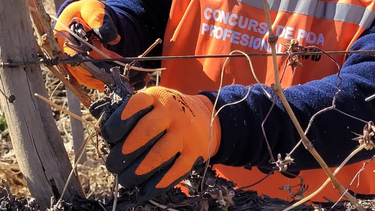 San Juan será sede de la 4° edición del Concurso de Poda Profesional de Vid organizado por Bahco