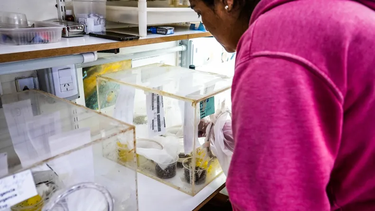 Una propuesta para recorrer la Bioplanta en la que se crean las moscas estériles en San Juan.