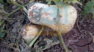 Las duras imágenes de las perdidas por el granizo