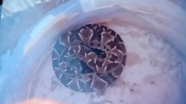 ¡Otra vez sopa! Apareció otra víbora en San Juan y causó pánico