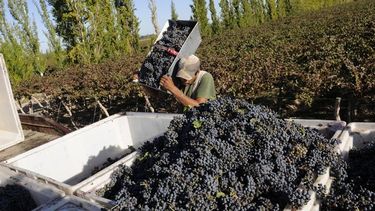 Este miércoles se movilizan los viñateros