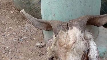 ¿Magia negra con la cabeza de una cabra en San Juan?