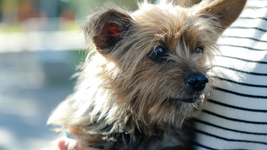 Se realizará en Capital un nuevo operativo de esterilización gratuita de mascotas.