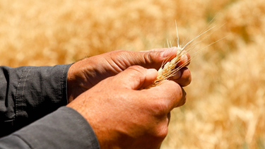 Empezó la temporada de cosecha de trigo en Jáchal, a través de un programa que reúne a 49 productores y busca rescatar esa producción tradicional del departamento.