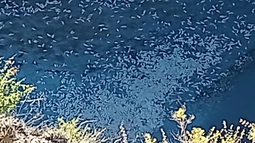 Investigan la aparición de peces muertos en el Dique Cuesta del Viento, en Iglesia. Situaciones similares se han dado en distintas circunstancias en los últimos años. Uno de esos casos se registró en el Dique Los Cauquenes en Jáchal (foto). Investigan la aparición de peces muertos en el Dique Cuesta del Viento, en Iglesia. Situaciones similares se han dado en distintas circunstancias en los últimos años. Uno de esos casos se registró en el Dique Los Cauquenes en Jáchal (foto).