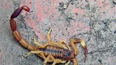 Prevención ante la aparición de alacranes