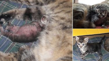 Le puso Gioja a su gato por su capacidad de supervivencia