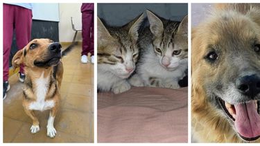 Estos son los perritos y gatitos que buscan hogar en San Juan en noviembre