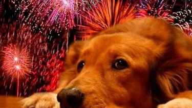 Pirotecnia, la pesadilla de nuestros pichichos: un experto sanjuanino explica cómo protegerlos