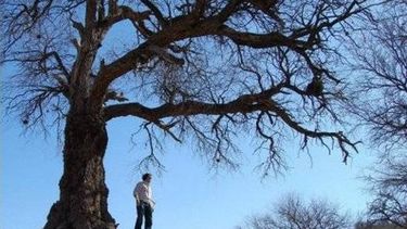 El árbol de las raíces, una atracción desconocida de Valle Fértil