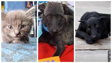 Dos perritos y cinco gatitas que buscan adopción responsable en San Juan
