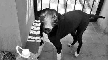 Un grupo de abogados buscará justicia por Topito, el perro asesinado en Chimbas