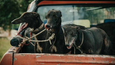 El Estado y las organizaciones proteccionistas se reúnen para crear un protocolo con el fin de cuidar a las mascotas y actuar en casos de maltrato animal.