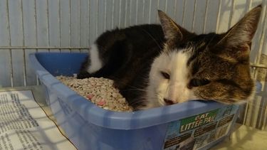 Buscan un ángel para Pancho, un gatito que estuvieron por sacrificar