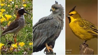Aves en riesgo: cuáles son las especies que están amenazadas en San Juan