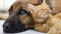 Acompañame: conocé el calendario de esterilizaciones de agosto