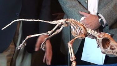 Histórico: Descubrieron fósiles de un reptil volador de 200 millones de años