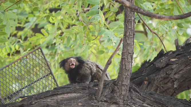 A dos meses del rescate de la mona tití en una plaza sanjuanina, ¿cómo continúa el animal?