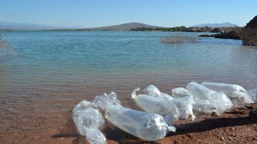 Realizaron la reproducción y siembra de pejerrey más grande de la historia de San Juan
