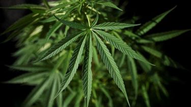 Cannabis medicinal: ya hay una comisión para aplicarlo en San Juan